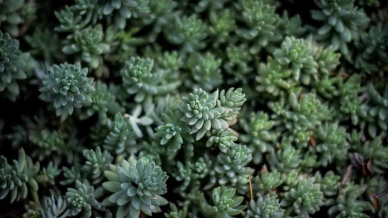 CV1 audio ribbon flex cable replacement