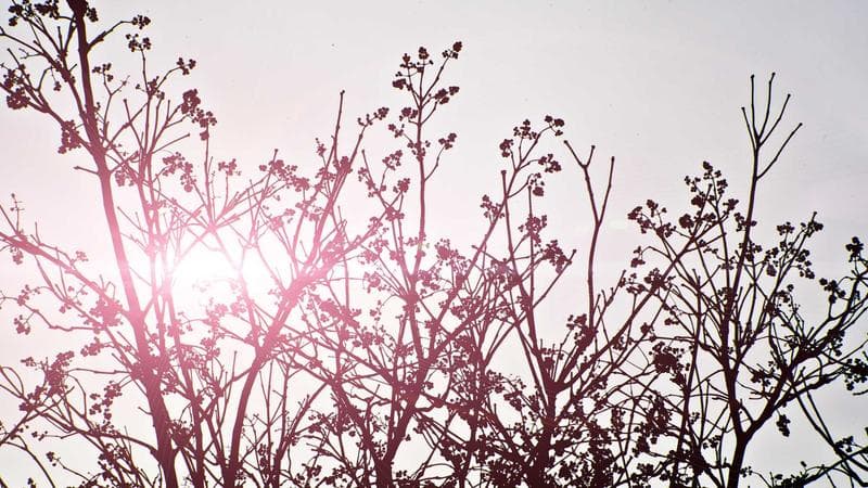 EyeSight exterior OLED and lenticular glass replacement