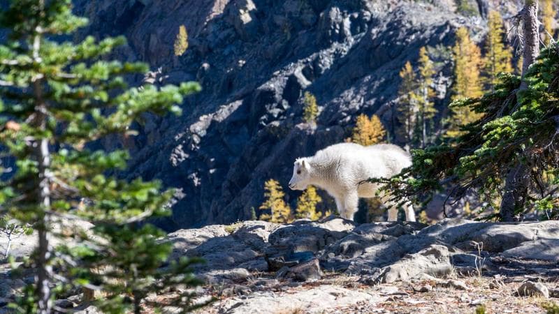 Off-ear BMR speaker pogo-pin cleaning
