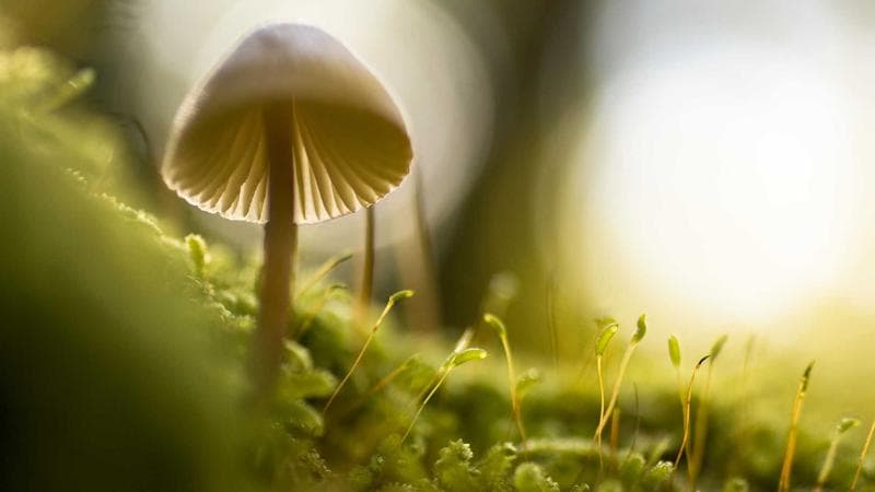 Proprietary thick DP/USB tether replacement