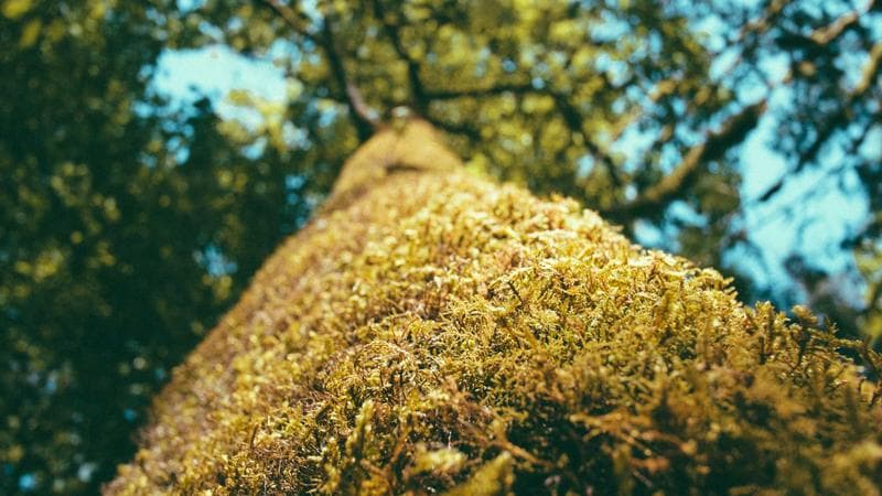 Snapdragon active cooling fan replacement