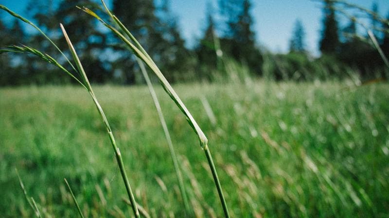 Snapdragon active cooling fan replacement